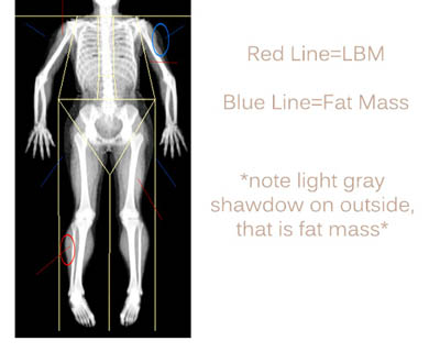 Male Body Fat Percentage Comparison [Visual Guide]